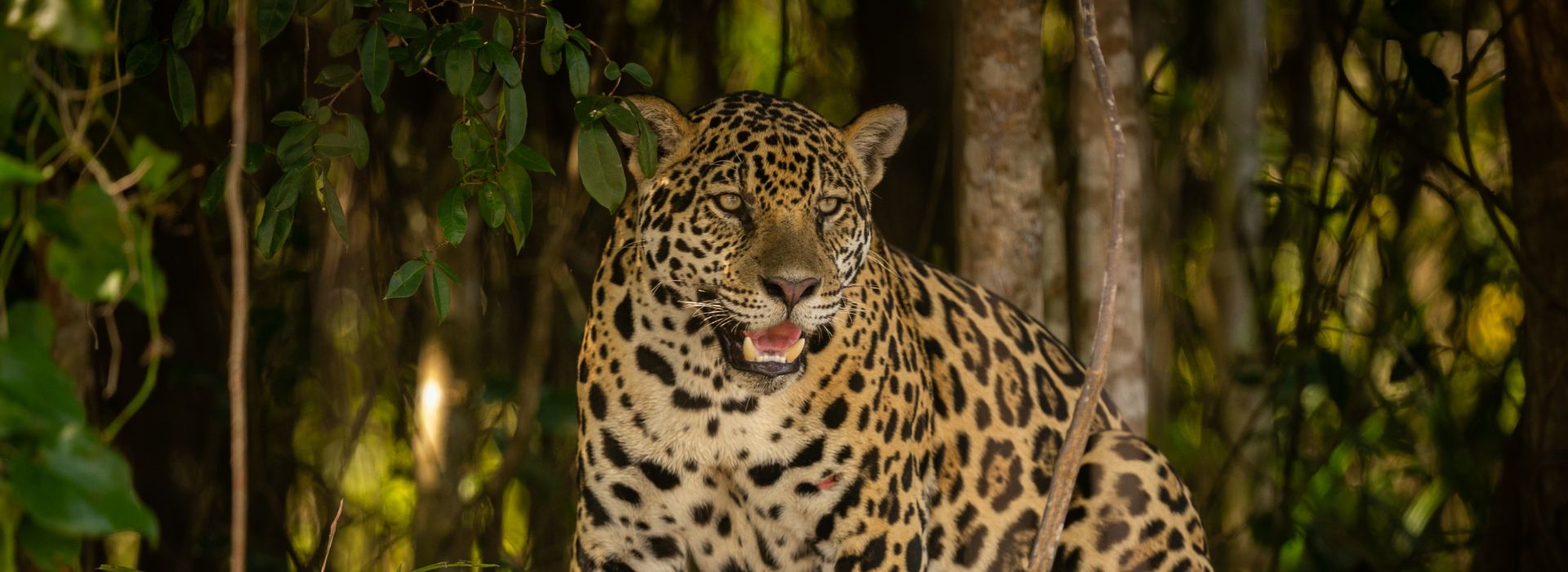 JHALANA LEOPARD SAFARI