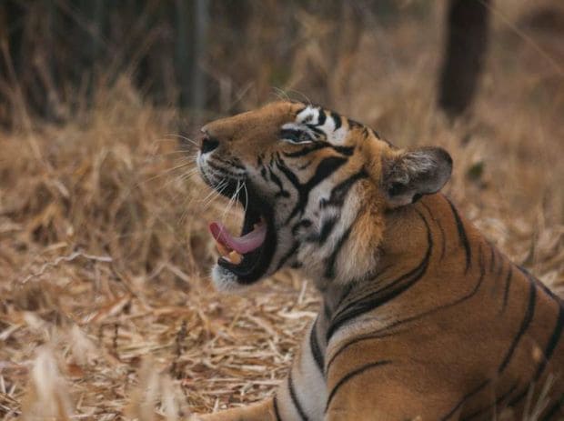 Jhalana Leopard Safari